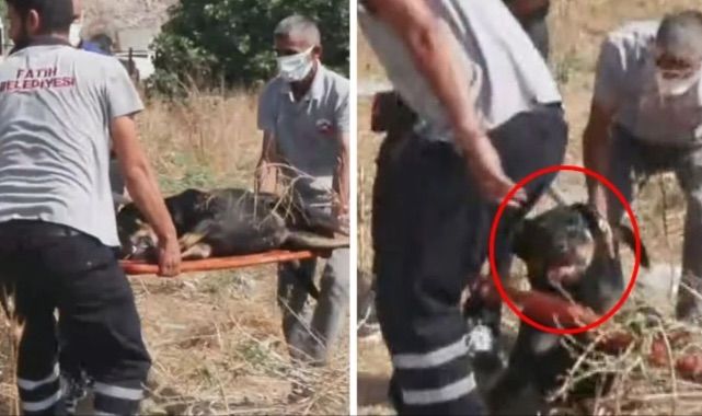 İstanbul'da bir kişiyi parçalayarak öldüren köpekler böyle toplandı